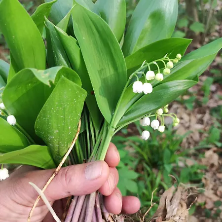 アパート Les Charmes De La Kirneck